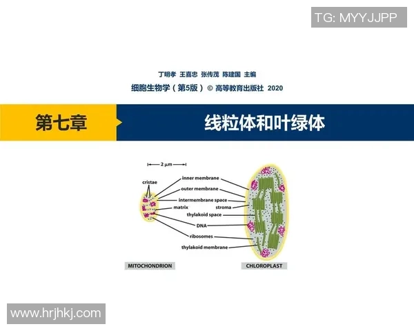 广州足球队整体压制战术解析及其在比赛中的应用与效果分析
