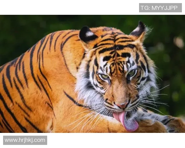 掠夺者与企鹅的生存斗争揭示自然界的残酷法则与生态平衡的重要性